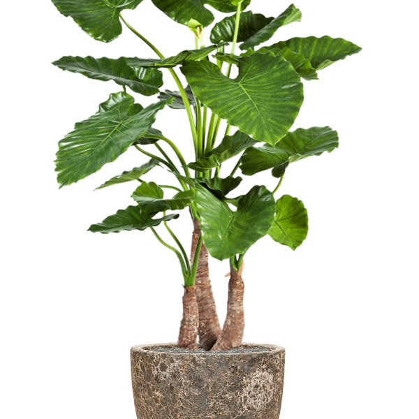 Alocasia calidora în Baq Lava Alocasia calidora în Baq Lava