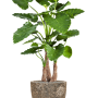 Alocasia calidora în Baq Lava