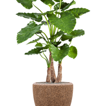 Alocasia calidora în Baq Naturescast