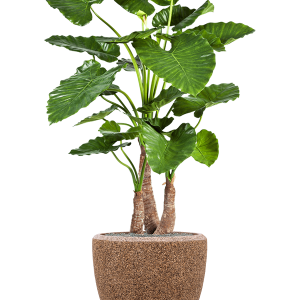 Alocasia calidora în Baq Naturescast Alocasia calidora în Baq Naturescast