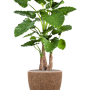 Alocasia calidora în Baq Naturescast