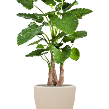 Alocasia calidora în vasul Baq Polystone Plain