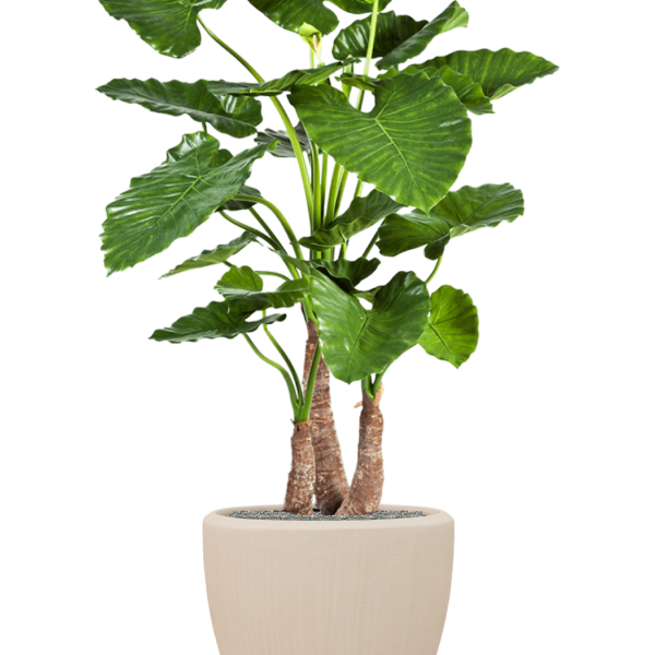 Alocasia calidora în vasul Baq Polystone Plain
