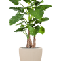 Alocasia calidora în vasul Baq Polystone Plain