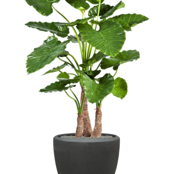 Alocasia calidora în ghiveci Baq Polystone Plain