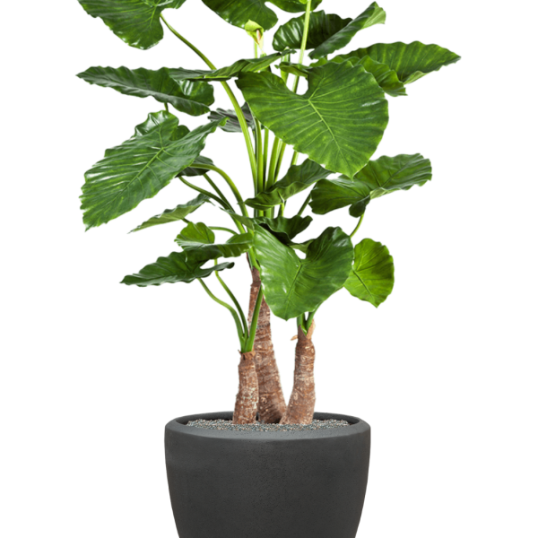 Alocasia calidora în ghiveci Baq Polystone Plain Alocasia calidora în ghiveci Baq Polystone Plain
