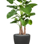 Alocasia calidora în ghiveci Baq Polystone Plain