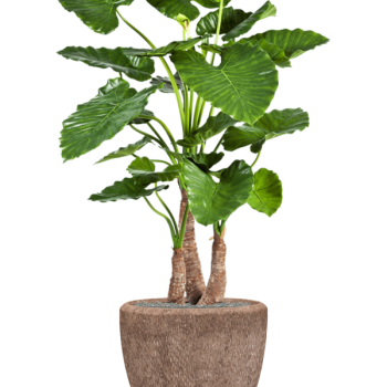 Alocasia calidora în Baq Polystone Rough