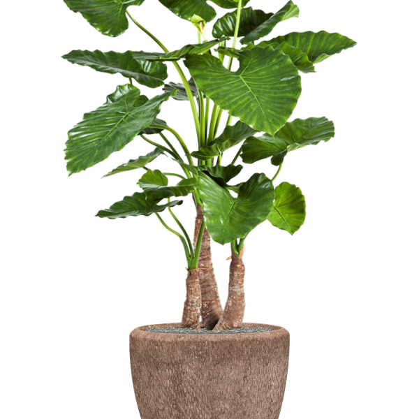 Alocasia calidora în Baq Polystone Rough Alocasia calidora în Baq Polystone Rough