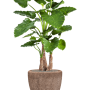 Alocasia calidora în Baq Polystone Rough