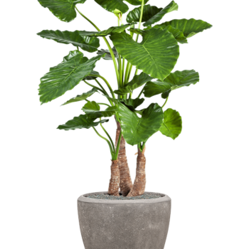 Alocasia calidora în ghiveci Baq Polystone Plain