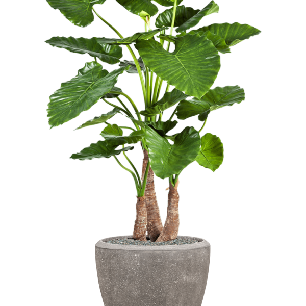 Alocasia calidora în ghiveci Baq Polystone Plain Alocasia calidora în ghiveci Baq Polystone Plain