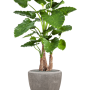 Alocasia calidora în ghiveci Baq Polystone Plain