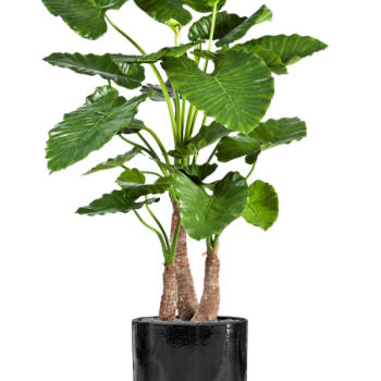 Alocasia calidora în ghiveci cilindric
