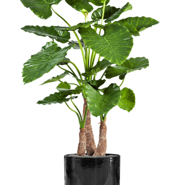 Alocasia calidora în ghiveci cilindric Alocasia calidora în ghiveci cilindric
