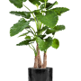Alocasia calidora în ghiveci cilindric