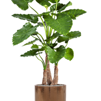 Alocasia calidora în ghiveci cilindric