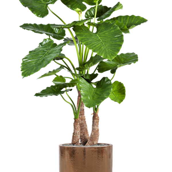 Alocasia calidora în ghiveci cilindric Alocasia calidora în ghiveci cilindric
