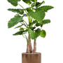 Alocasia calidora în ghiveci cilindric