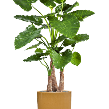 Alocasia calidora în ghiveci cilindric