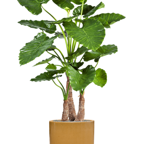 Alocasia calidora în ghiveci cilindric Alocasia calidora în ghiveci cilindric