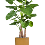 Alocasia calidora în ghiveci cilindric