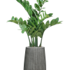 Zamioculcas dispus pe verticală, în rânduri