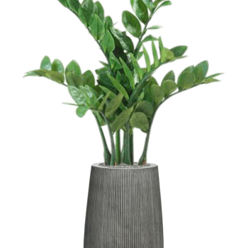 Zamioculcas dispus pe verticală, în rânduri