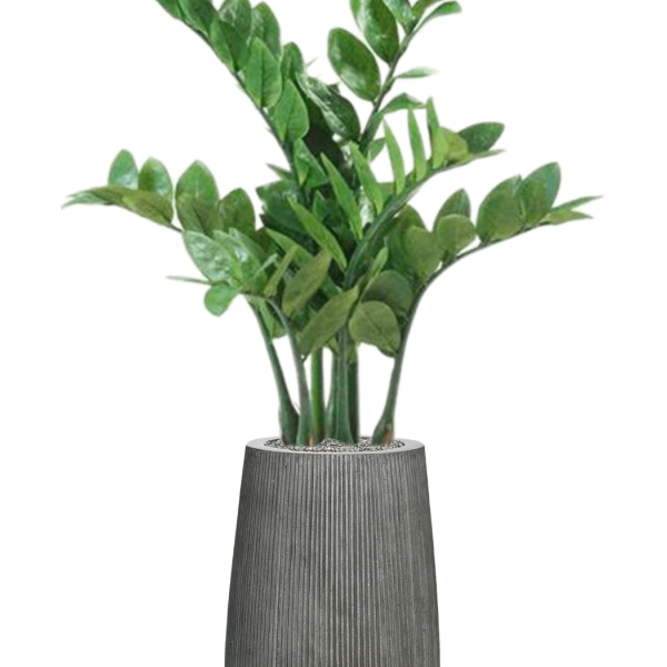 Zamioculcas dispus pe verticală, în rânduri