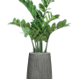 Zamioculcas dispus pe verticală, în rânduri