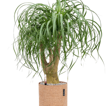 Beaucarnea recurvata în ghiveci Lechuza Trendcover 23 Cork Beaucarnea recurvata în ghiveci Lechuza Trendcover 23 Cork