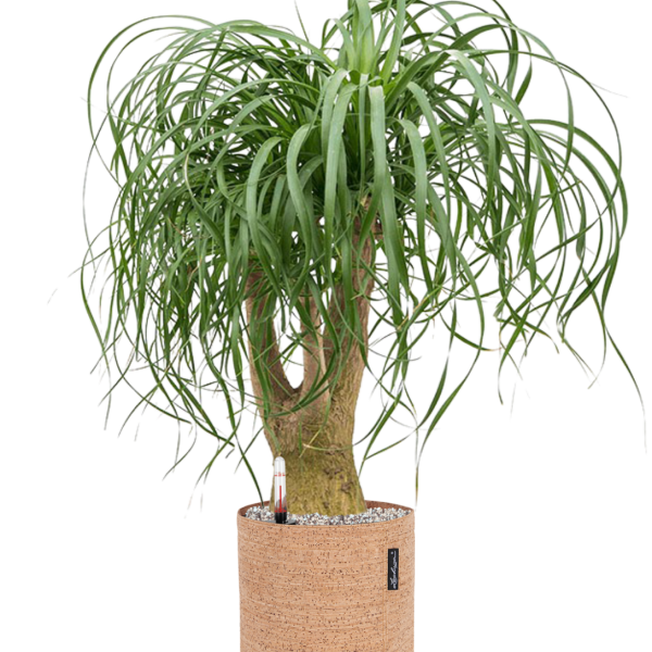 Beaucarnea recurvata în ghiveci Lechuza Trendcover 23 Cork Beaucarnea recurvata în ghiveci Lechuza Trendcover 23 Cork