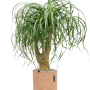 Beaucarnea recurvata în ghiveci Lechuza Trendcover 23 Cork