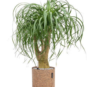 Beaucarnea recurvata în ghiveci Lechuza Trendcover 23 Cork Beaucarnea recurvata în ghiveci Lechuza Trendcover 23 Cork