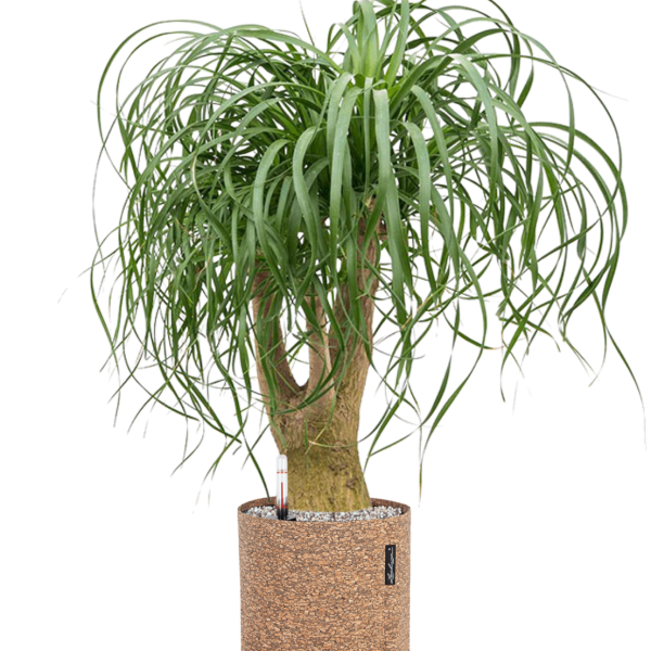 Beaucarnea recurvata în ghiveci Lechuza Trendcover 23 Cork Beaucarnea recurvata în ghiveci Lechuza Trendcover 23 Cork