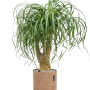 Beaucarnea recurvata în ghiveci Lechuza Trendcover 23 Cork