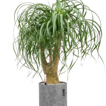 Beaucarnea recurvata în ghiveci Lechuza Trendcover 23 Felt Beaucarnea recurvata în ghiveci Lechuza Trendcover 23 Felt