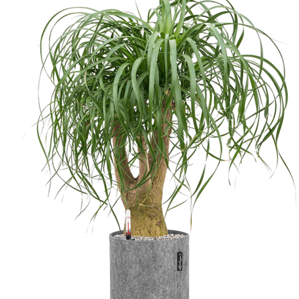 Beaucarnea recurvata în ghiveci Lechuza Trendcover 23 Felt Beaucarnea recurvata în ghiveci Lechuza Trendcover 23 Felt