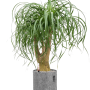 Beaucarnea recurvata în ghiveci Lechuza Trendcover 23 Felt