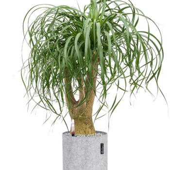 Beaucarnea recurvata în ghiveci Lechuza Trendcover 23 Felt Beaucarnea recurvata în ghiveci Lechuza Trendcover 23 Felt