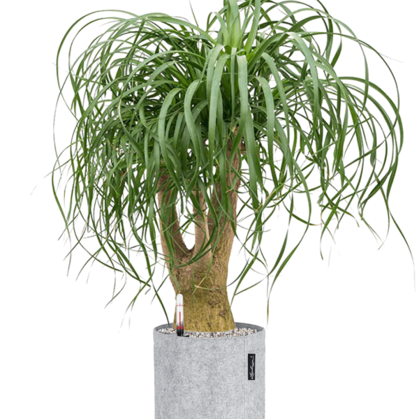 Beaucarnea recurvata în ghiveci Lechuza Trendcover 23 Felt Beaucarnea recurvata în ghiveci Lechuza Trendcover 23 Felt
