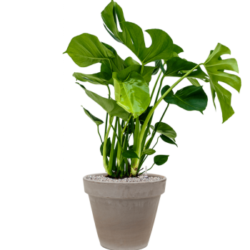 Monstera deliciosa în ghiveci de teracotă