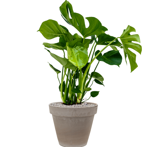 Monstera deliciosa în ghiveci de teracotă