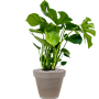 Monstera deliciosa în ghiveci de teracotă