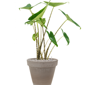 Alocasia zebrina în ghiveci de teracotă Alocasia zebrina în ghiveci de teracotă