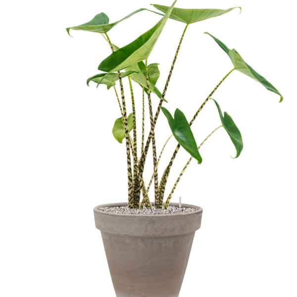 Alocasia zebrina în ghiveci de teracotă Alocasia zebrina în ghiveci de teracotă