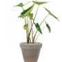 Alocasia zebrina în ghiveci de teracotă