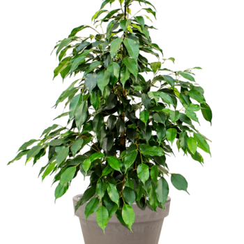 Ficus benjamina 'Danielle' în ghiveci de teracotă