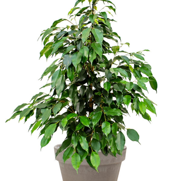 Ficus benjamina 'Danielle' în ghiveci de teracotă Ficus benjamina 'Danielle' în ghiveci de teracotă