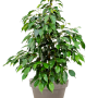 Ficus benjamina 'Danielle' în ghiveci de teracotă